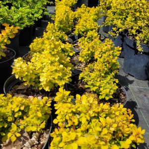 Berberys kulisty żółty