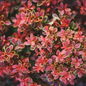 Berberys kulisty czerwony