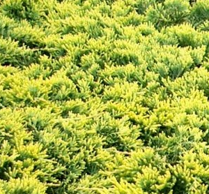 Jałowiec płożący 'Golden Carpet'