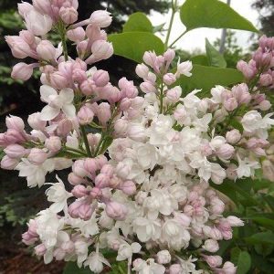 Lilak pospolity 'Krasawica Moskwy'