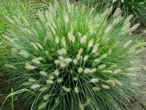 Rozplenice japońskie