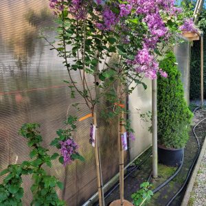 Lilak pospolity 'Dark Purple' na pniu