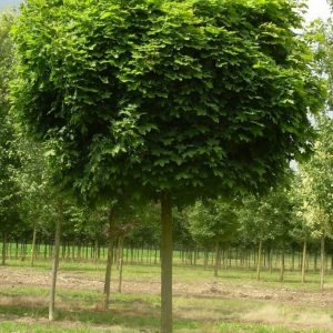 Klon zwyczajny 'Globosum'