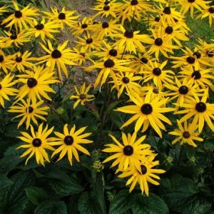 Rudbekia błyskotliwa 'Goldsturm'