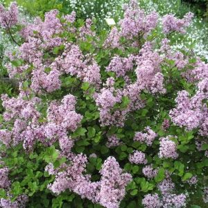 Lilak Meyera 'Palibin'