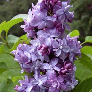 Lilak pospolity 'Nadezhda'