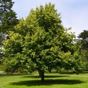 Lipa drobnolistna - Tilia cordata