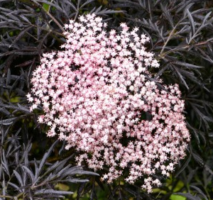 Bez czarny 'Black Lace'