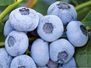 Borówka amerykańska