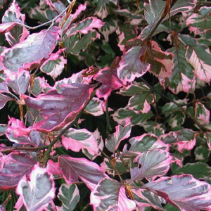 Buk pospolity 'Tricolor'