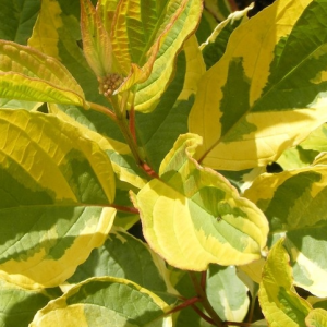 Dereń biały 'Gouchaultii'