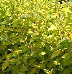 Dereń rozłogowy 'Flaviramea'