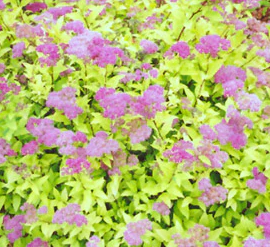 Tawuła japońska 'Goldmound'