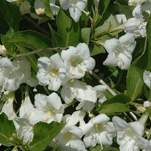 Krzewuszka 'Bristol Snowflake'