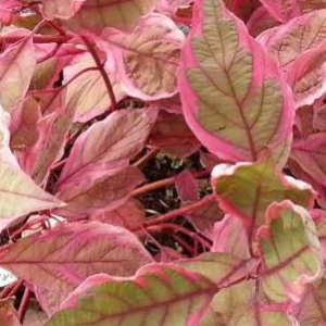 Dereń biały 'Miracle'