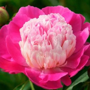 Piwonia chińska 'Gay Paree'