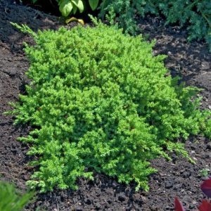 Jałowiec rozesłany 'Nana'