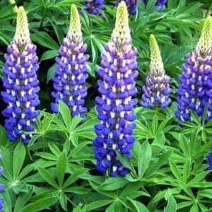 Łubin ogrodowy 'Gallery Blue'