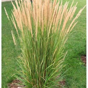 Trzcinnik ostrokwiatowy 'Karl Foerster'