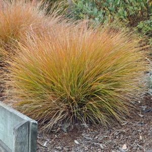 Turzyca ceglasta 'Prairie Fire'