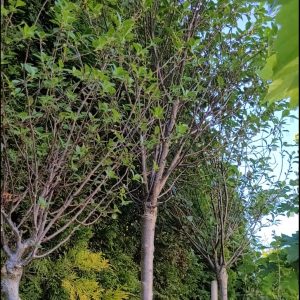 Wiśnia osobliwa 'Umbraculifera'