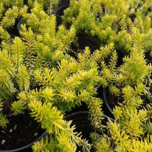 Wrzosiec darlejski 'Eva Gold'