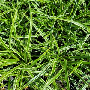 Turzyca Japońska 'Ice Dance'