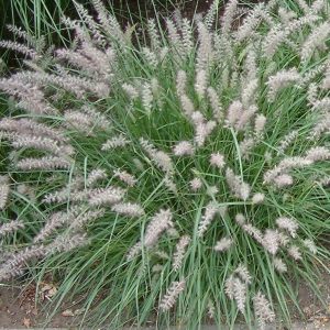 Piórkówka wschodnia