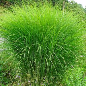 Miskant Chiński 'Gracillimus’