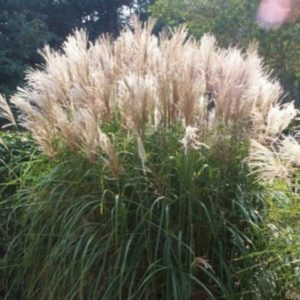 Miskant Chiński 'Graziella'