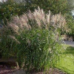 Miskant Chiński 'Korea'