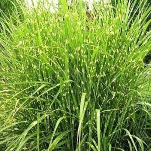 Miskant Chiński 'Pünktchen'