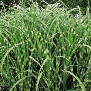 Miskant Chiński 'Zebrinus’