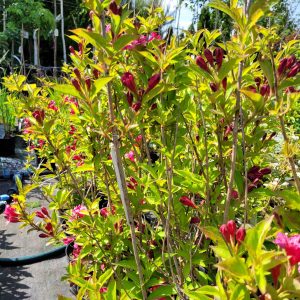 Krzewuszka 'Red Prince'