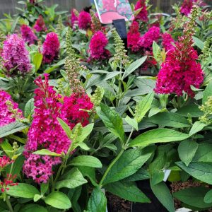 Budleja Dawida 'Butterfly Candy Little Ruby'