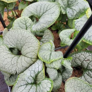 Brunnera wielkolistna 'Silver Heart'