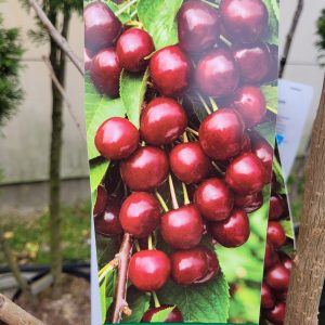 Czereśnia Kolumnowa