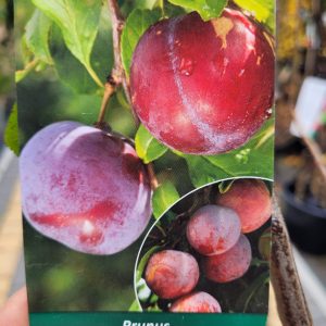 Śliwa jerozolimka(Brzoskwiniowa)