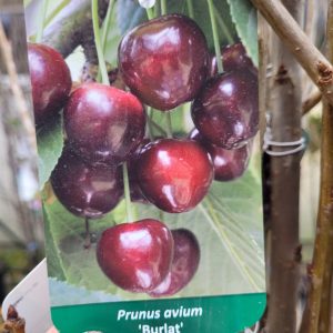 Czereśnia 'Burlat'