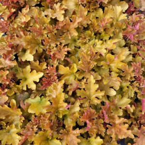 Żurawka 'Marmalade'