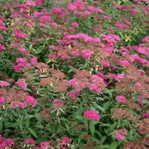 Tawuła japońska 'Anthony Waterer'