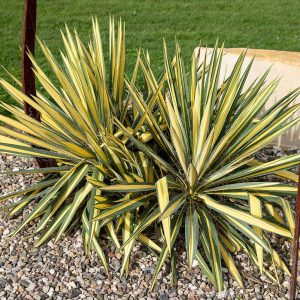Juka Karolińska 'Color Guard'