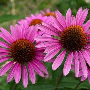 Jeżówka 'Bright Rose'