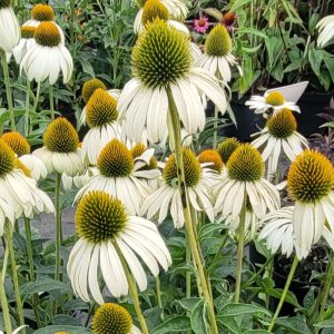 Jeżówka 'White Swan'