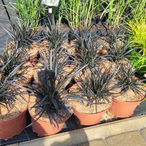 Konwalnik płaskopędowy 'Nigrescens'