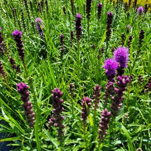 Liatria kłosowa 'Kobold'