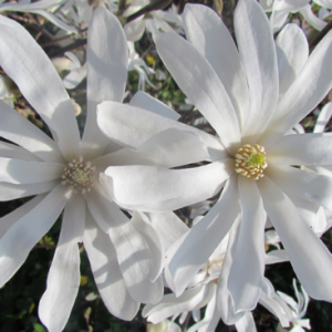 Magnolia gwiaździsta biała