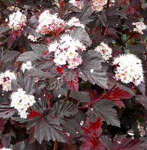 Pęcherznica kalinolistna 'Red Baron'