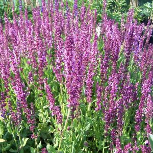 Szałwia omszona 'Rose Queen'