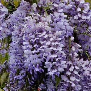 Wisteria 'Caroline'